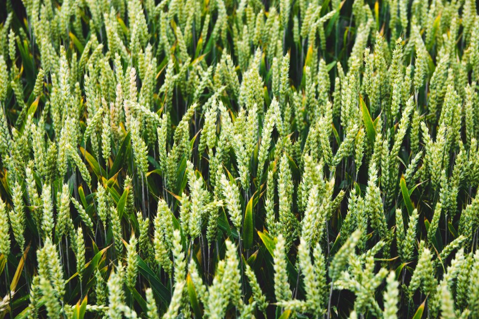 Corn cornfield countryside