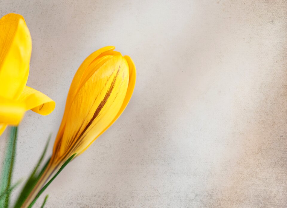 Bloom yellow tender