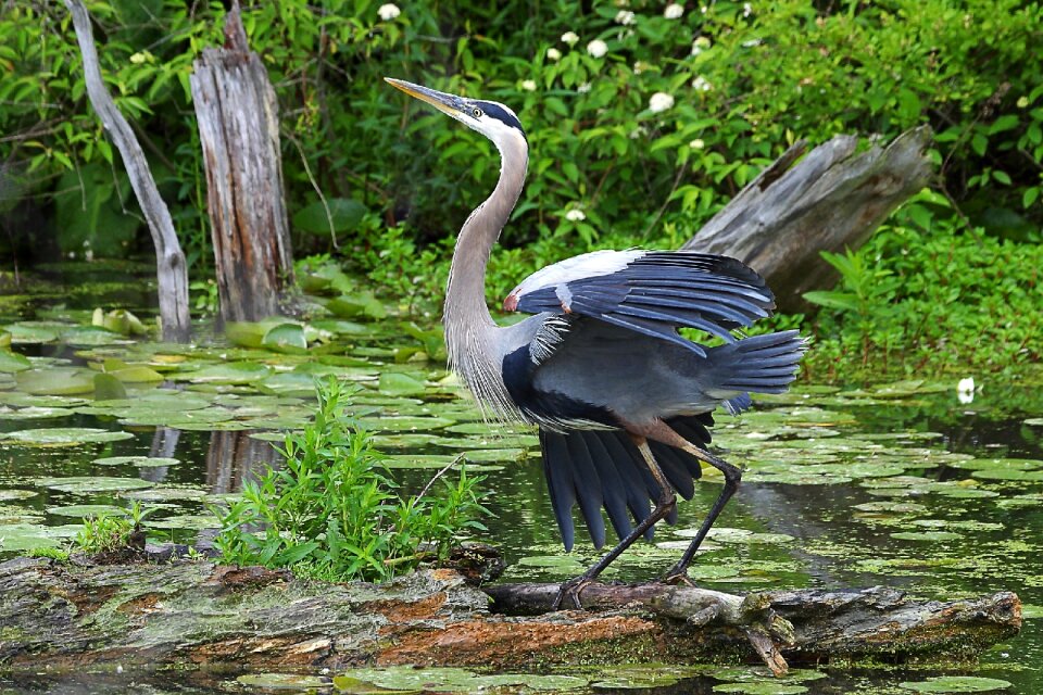 Nature wild portrait