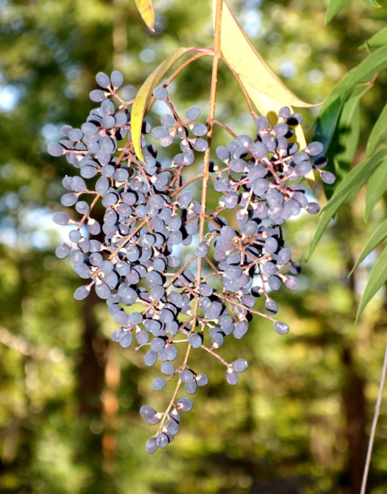 Ligustrum quihoui - Quarryhill Botanical Garden - DSC03364