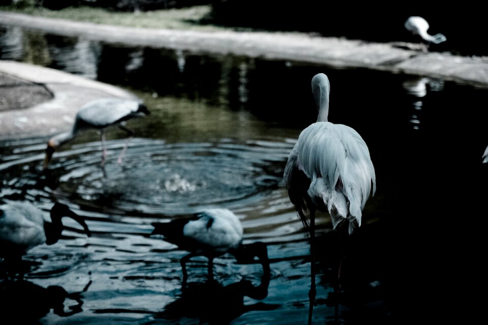 Bird mood sad