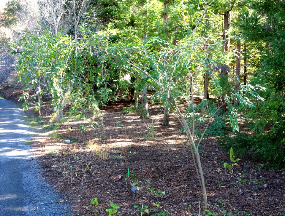 Ligustrum quihoui - Quarryhill Botanical Garden - DSC03360