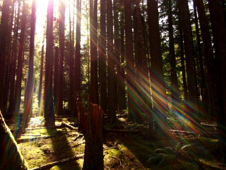 Ligth In The Forest (205453611)