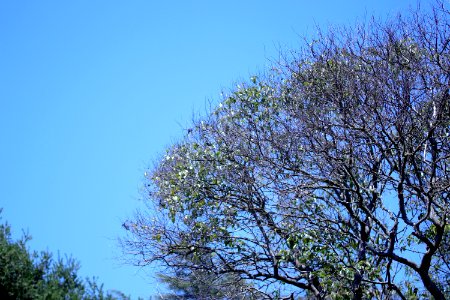 Ligustrum lucidum IMG 2885