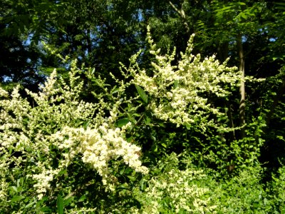 Ligustrum quihoui - Botanischer Garten, Frankfurt am Main - DSC02543
