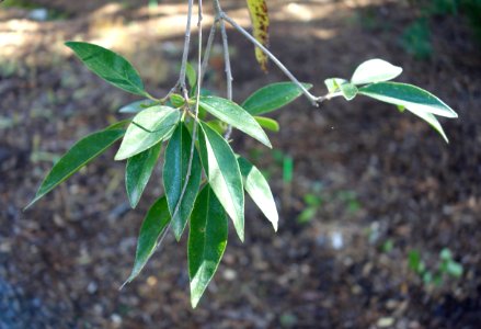 Ligustrum quihoui - Quarryhill Botanical Garden - DSC03362