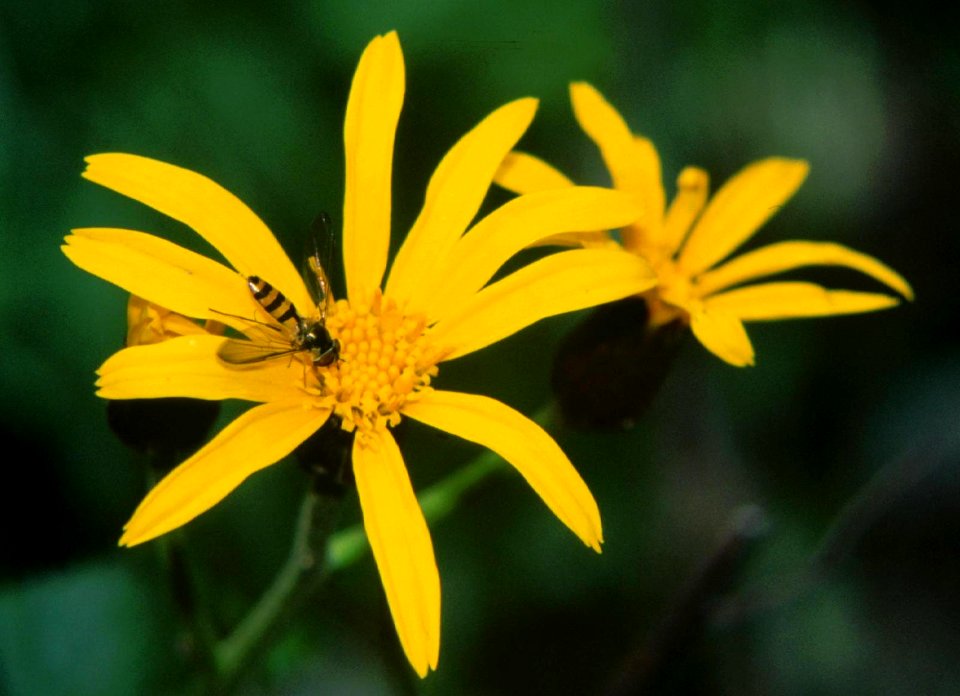 Ligularia fischeri in Mount Senjo 1999-07-24