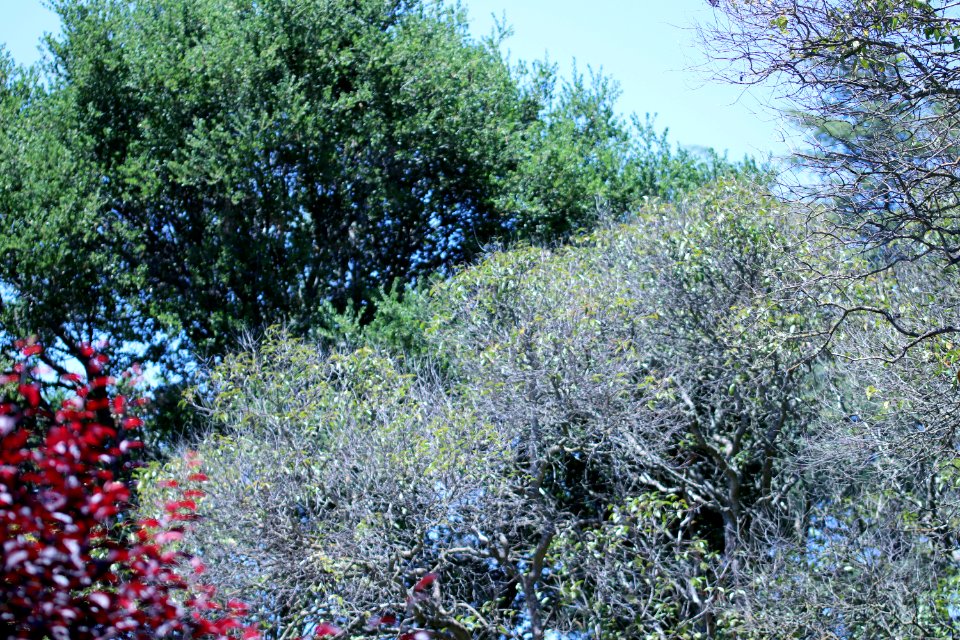 Ligustrum lucidum IMG 2888