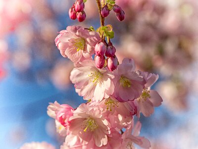 Pink japanese cherry blossom blossom