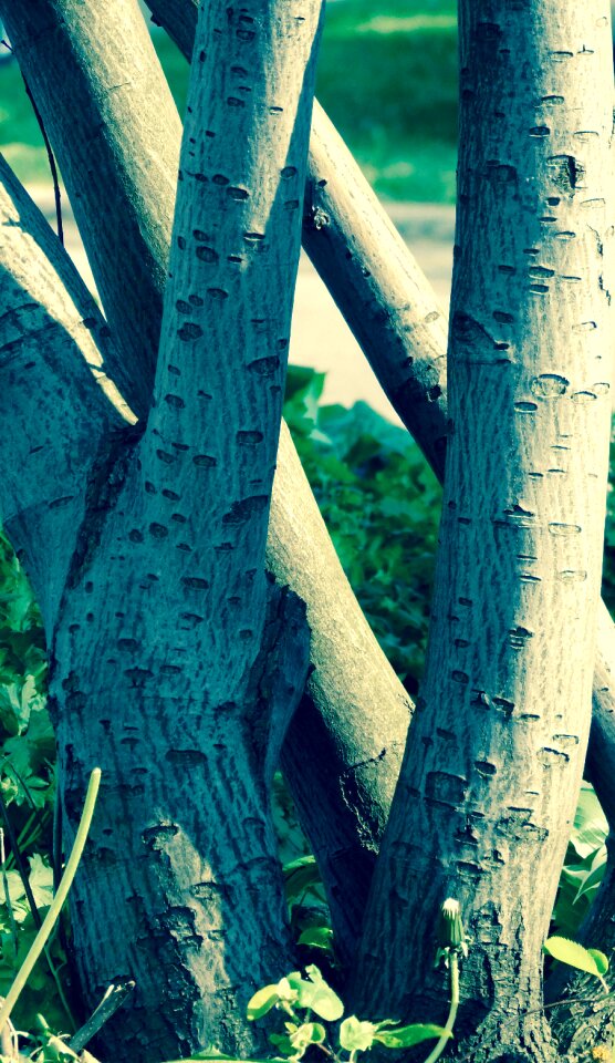 Nature stump tree