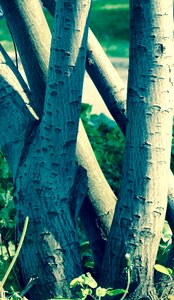 Nature stump tree