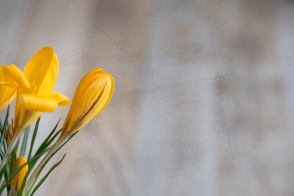 Bloom yellow tender