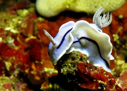 Marine nudibranch phillipines photo