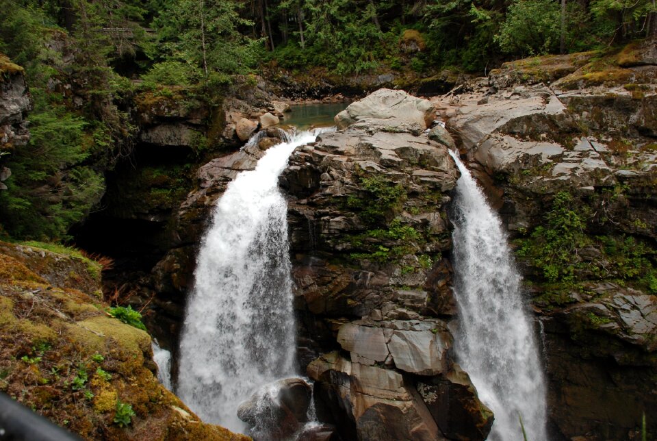 Forest washington scenery