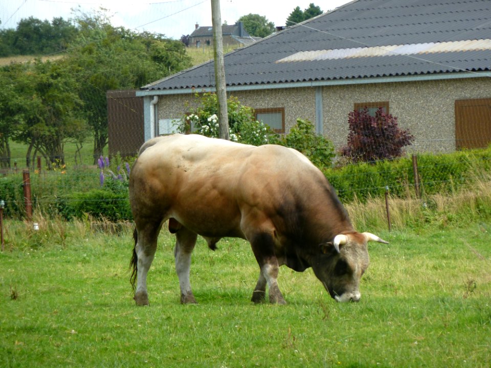 Limont-Stier in de wei