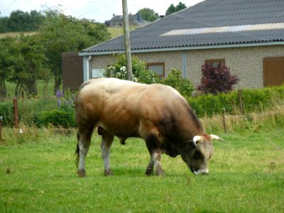 Limont-Stier in de wei photo