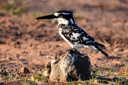 Kingfisher botswana bird