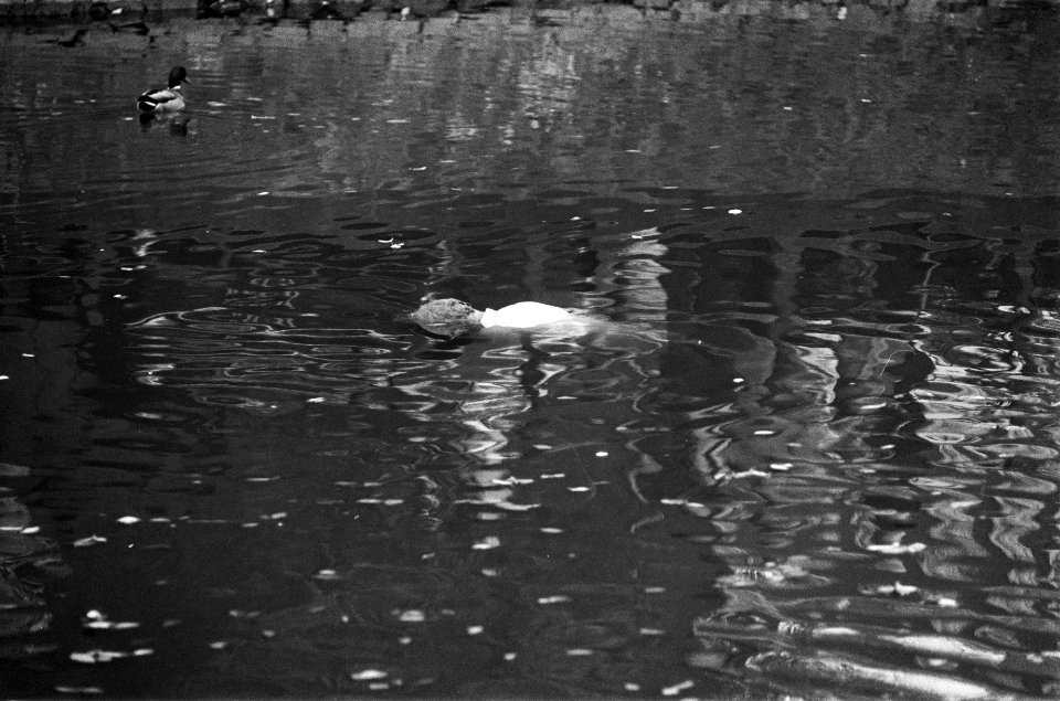 Lijk in gracht in Amsterdam met eenden en toeschouwers, Bestanddeelnr 928-2357
