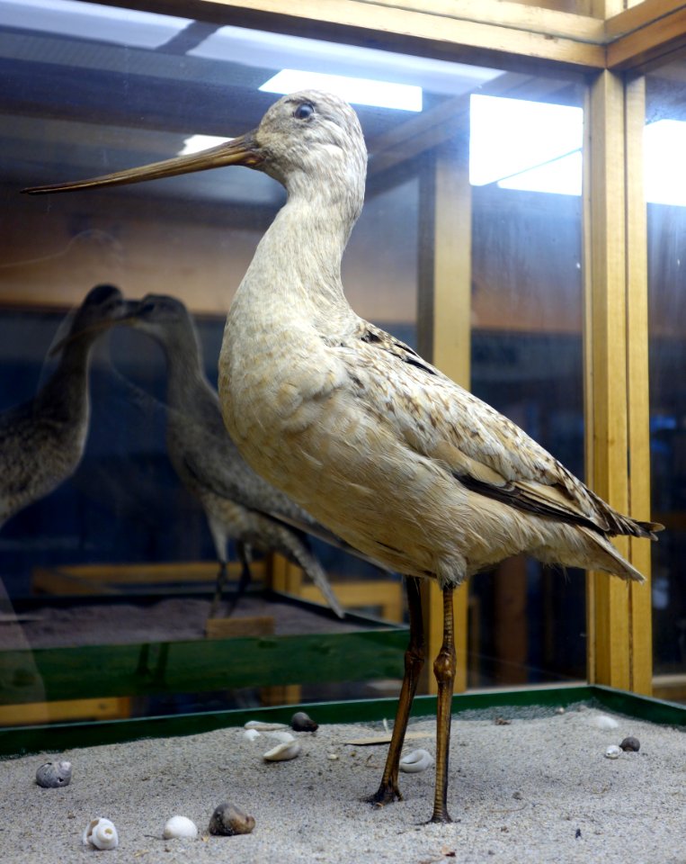 Limosa fedoa - Southern Vermont Natural History Museum - DSC08484