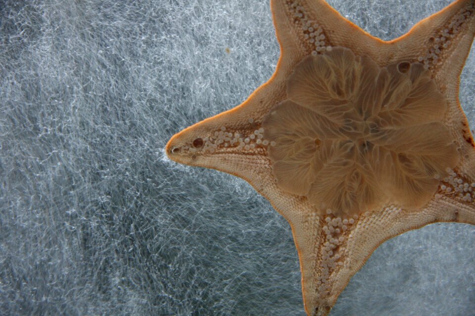 Aquarium marine star photo