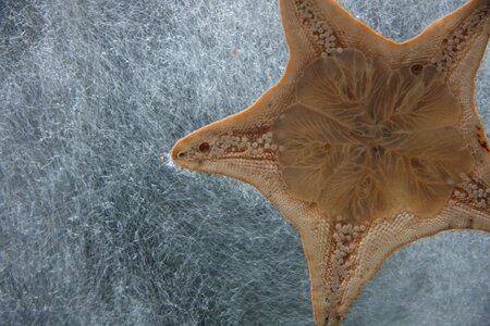 Aquarium marine star photo