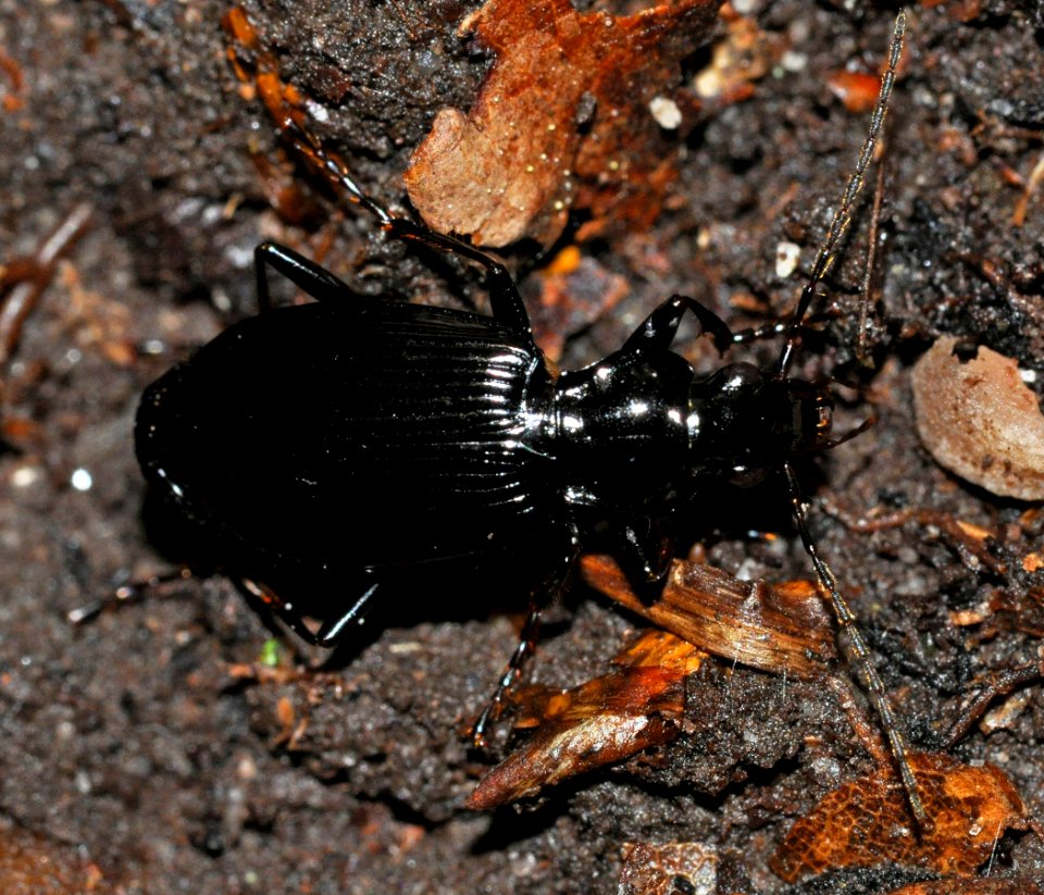 Limodromus-assimilis-01-fws