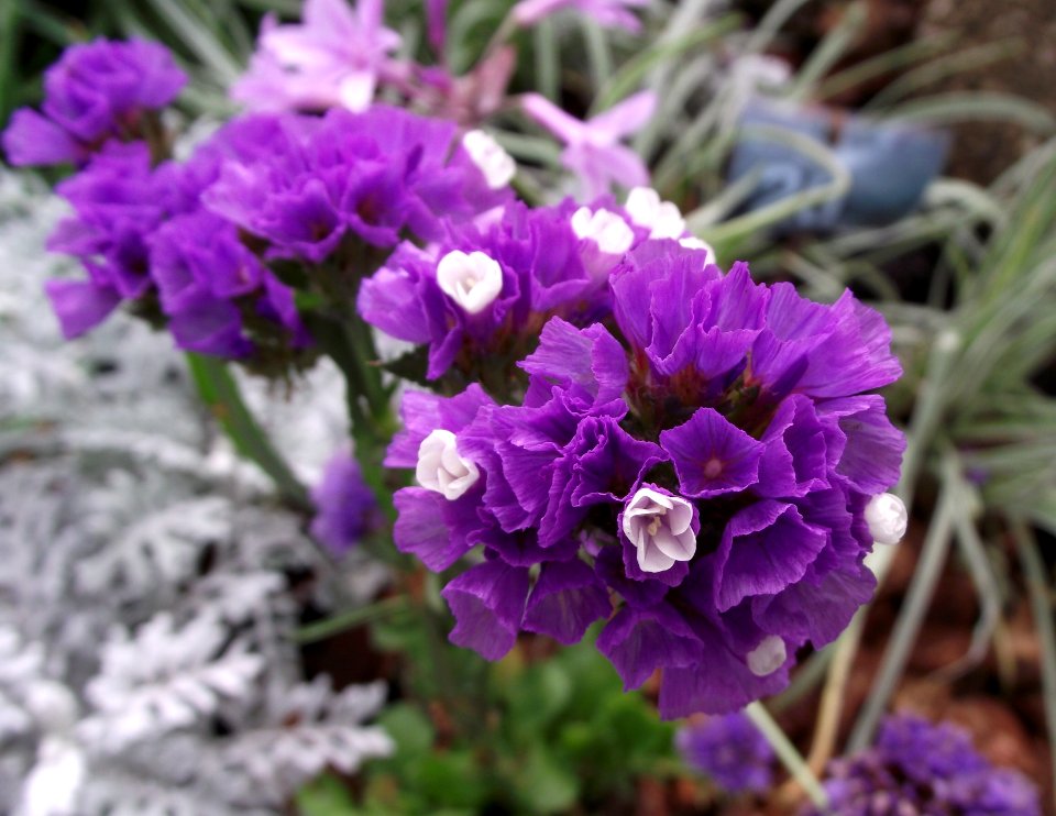 Limonium sinuatum pastel shades