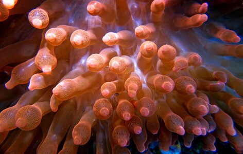 Marine anemone phillipines