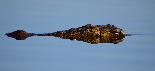 Botswana crocodile mirroring