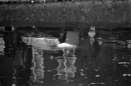 Lijk in gracht in Amsterdam met eenden en toeschouwers, Bestanddeelnr 928-2359