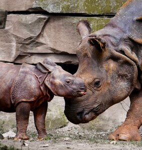 Rhino baby love mother photo