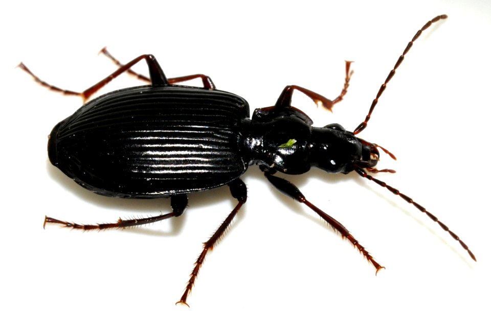 Limodromus-assimilis-04-fws