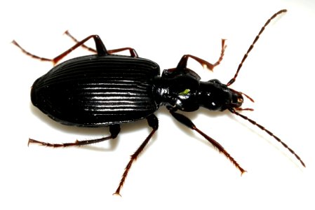 Limodromus-assimilis-04-fws