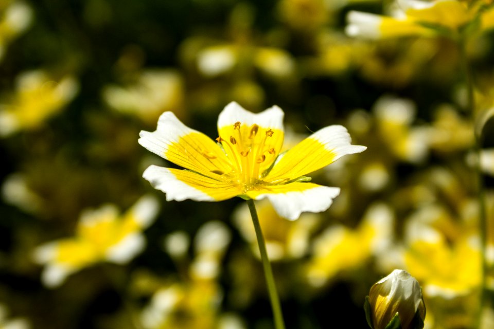Limnanthes douglasii - Botanischer Garten Dresden