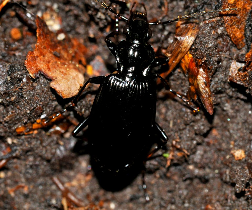 Limodromus-assimilis-02-fws