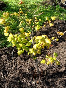 Limnobotrya lacustris - Botanical Garden in Kaisaniemi, Helsinki - DSC03497