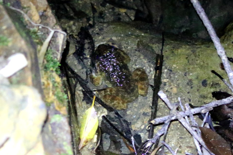 Limnonectes namiyei