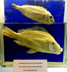 Limnotilapia dardenni (top), Lobochilotes labiatus (bottom) - Royal Museum for Central Africa - DSC06856
