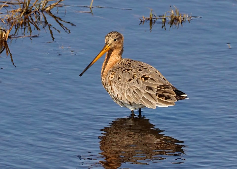 Limosa limosa Liminka Finland 2020-04-27