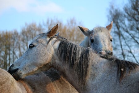 Mane thoroughbred arabian social care