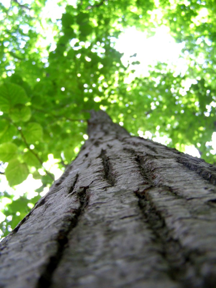 Life In Green (119400185)