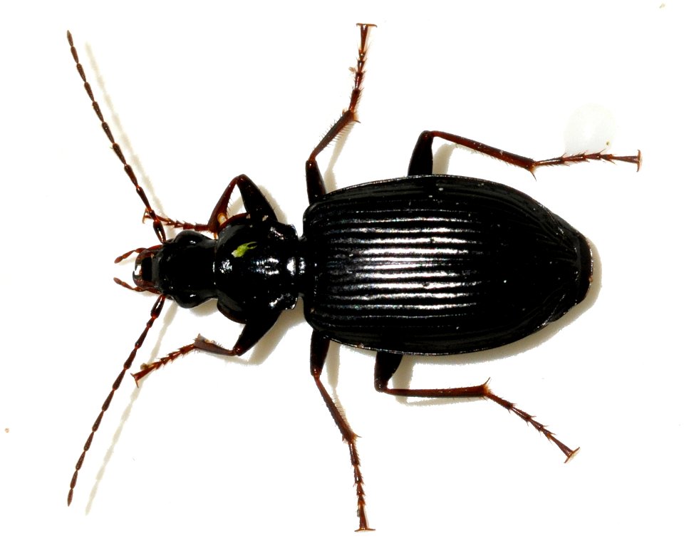 Limodromus-assimilis-05-fws