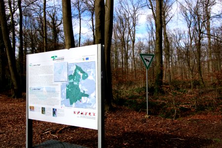 Liesner Wald1
