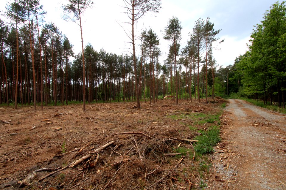Liesner Wald Stadtlohn-Büren 04