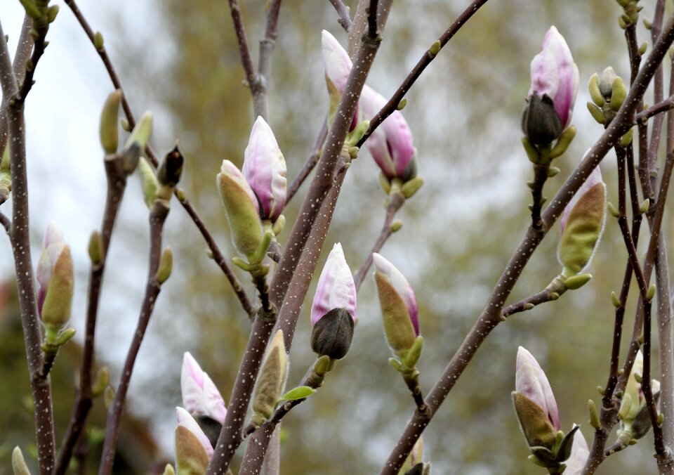 Bloom spring bud