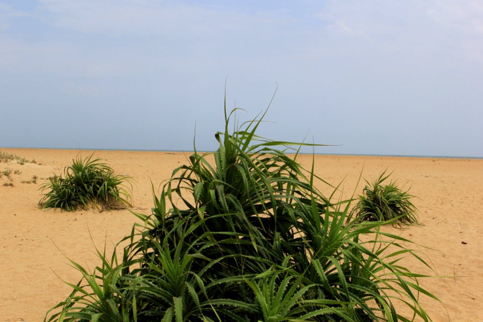 Life At The Sand (202614023)