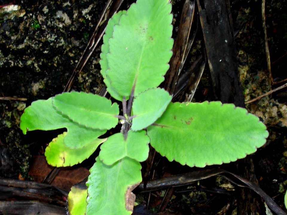 Life plant (Bryophyllum pinnatum) leaves