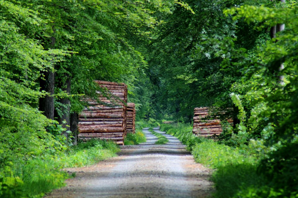 Liesner Wald Stadtlohn-Büren 01