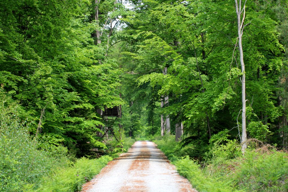 Liesner Wald Stadtlohn-Büren 02