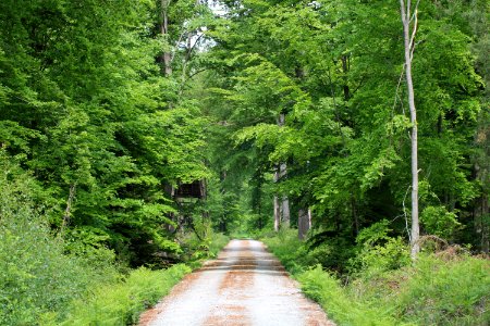 Liesner Wald Stadtlohn-Büren 02